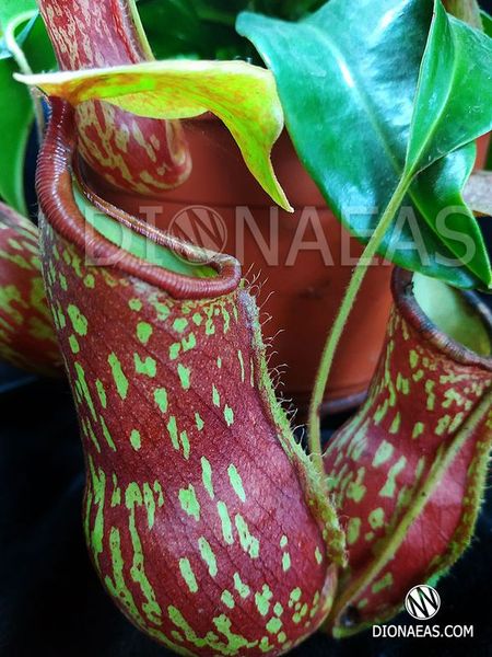 Непентес Гайя | Nepenthes Gaya - S NEP10 фото