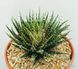 Aloe haworthioides SU99 фото 1