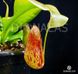 Непентес Гайя | Nepenthes Gaya - S NEP10 фото 3