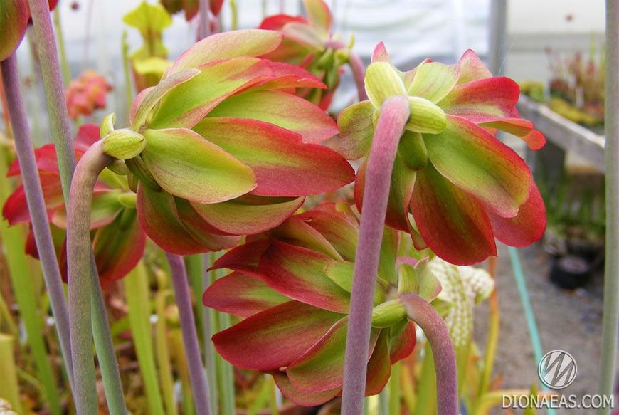 Sarracenia leucophylla Tarnok - S S11 фото