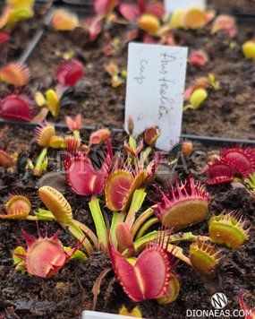 Dionaea muscipula Australian Cup - M DM115 фото