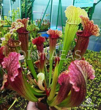 Sarracenia Philadelphia - M S06 фото