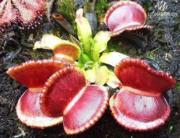 Dionaea muscipula Wiky purple trap - S DM23 фото