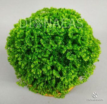 Selaginella Apoda EX13 фото