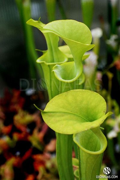 Sarracenia Alata hybrid 1 - S S23 фото