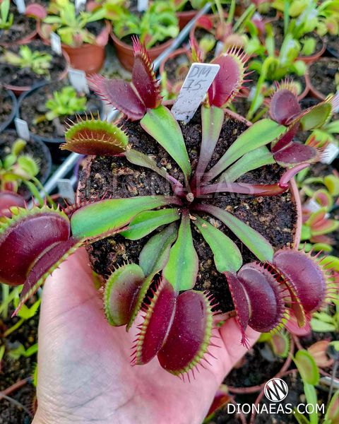 Dionaea muscipula "Red Shark Teeth" - S DM75 фото