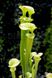 Sarracenia Alata hybrid 1 - S S23 фото 2