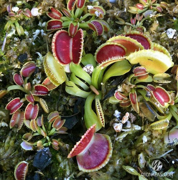 Dionaea muscipula Wiky purple trap - S DM23 фото