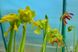 Семена Sarracenia Hybrid 3 SD-SR03 фото 5