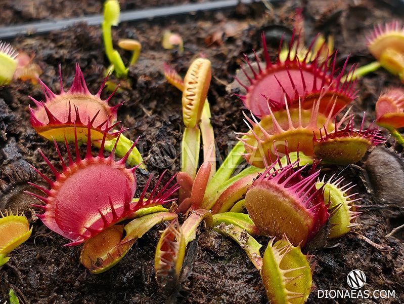 Dionaea muscipula Australian Cup - S DM115 фото