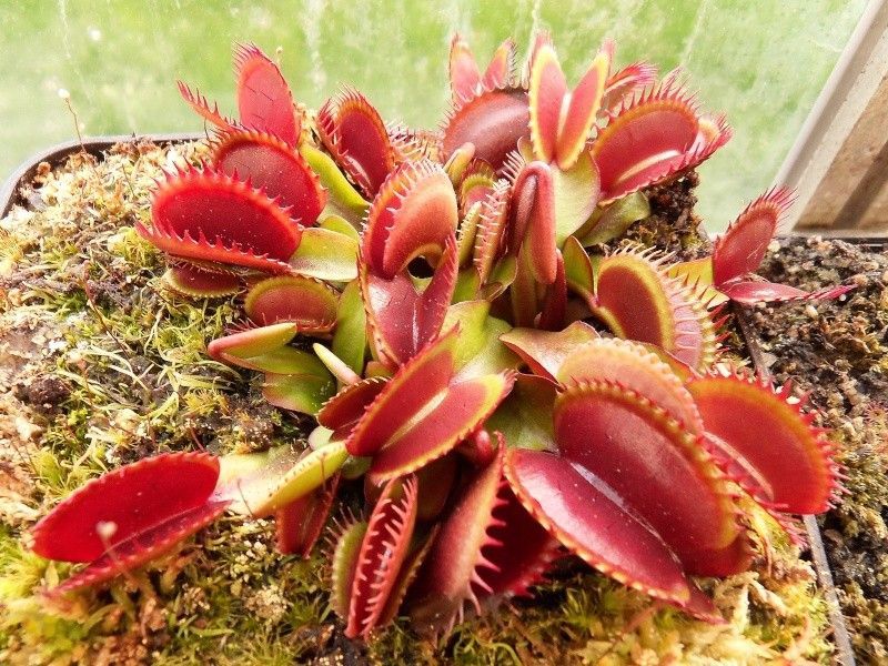 Dionaea muscipula "Red Shark Teeth" - S DM75 фото