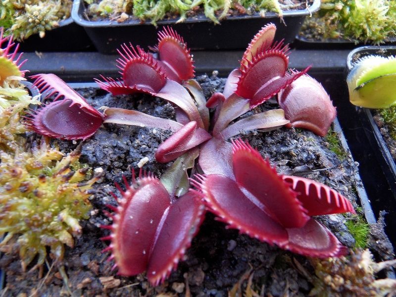 Dionaea muscipula "Red Shark Teeth" - S DM75 фото