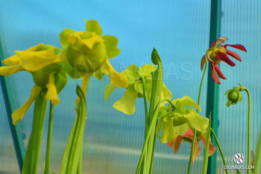 Насіння Sarracenia Hybrid 3 SD-SR03 фото
