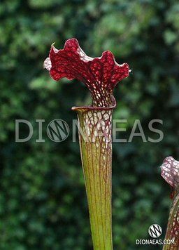 Sarracenia Alata hybrid 2 - S S42 фото