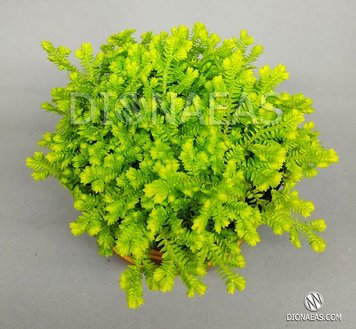 Selaginella Kraussiana Aurea EX16 фото