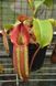 Nepenthes maxima x veitchii NEP02 фото 9