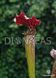 Sarracenia Alata hybrid 2 - S S42 фото 1