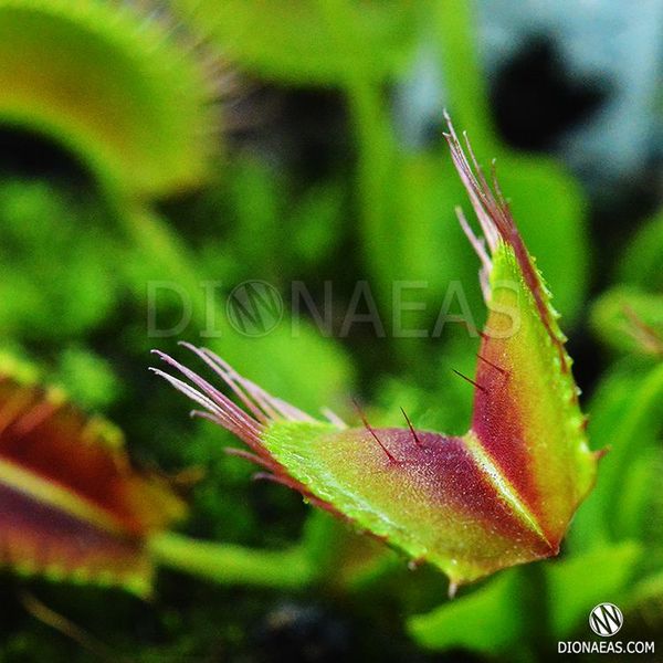 Dionaea muscipula Kayan - S DM40 фото
