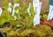 Dionaea muscipula Kayan - S DM40 фото 4