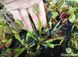 Dionaea muscipula Kayan - S DM40 фото 1