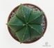 Astrophytum myriostigma nudum - астрофітум багаторильцевий голий, Астрофітум миріостигму нудум SU140 фото 3