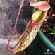 Nepenthes maxima x veitchii NEP02 фото 3