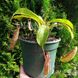 Nepenthes maxima x veitchii NEP02 фото 6