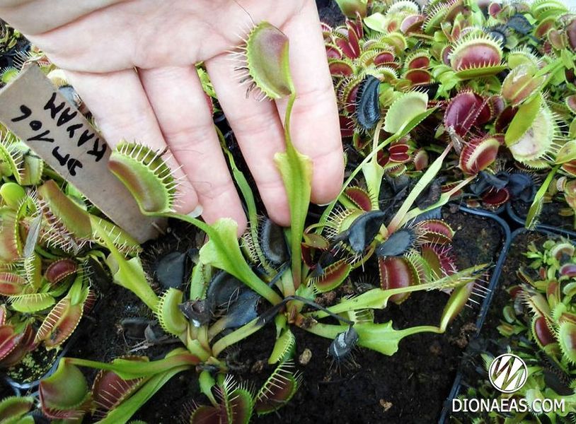 Dionaea muscipula Kayan - S DM40 фото