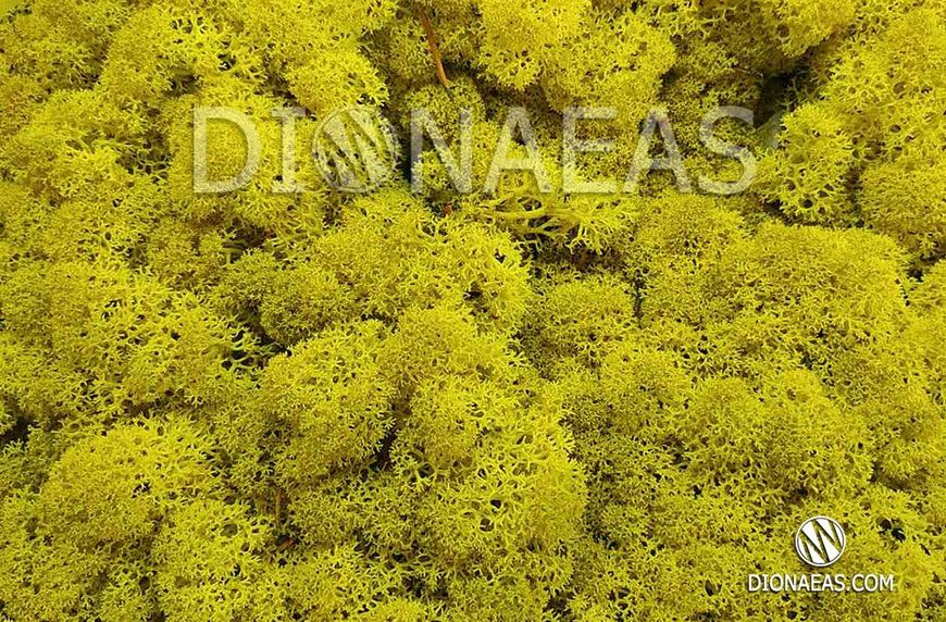 Натуральний стабілізований скандинавський мох DK01 фото