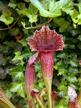 Sarracenia Barbarous - S S61 фото