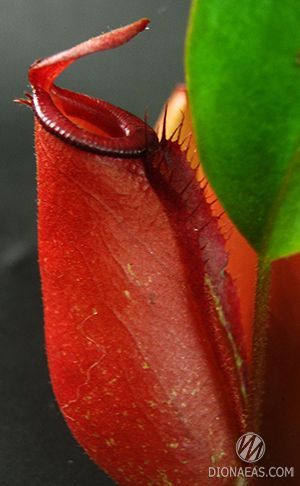 Непентес Кривава Мері | Nepenthes Bloody Mary - S NEP05 фото