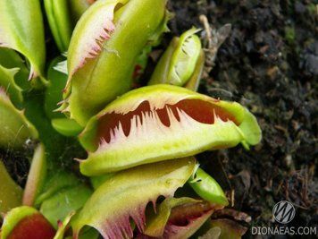 Dionaea muscipula Fuzzy tooth - S DM07 фото