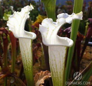 Sarracenia Leucophylla Alba - S S07 фото