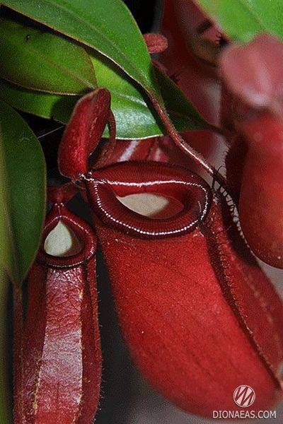 Непентес Кривава Мері | Nepenthes Bloody Mary - S NEP05 фото