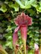 Sarracenia Barbarous - S S61 фото 1