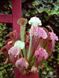 Sarracenia Barbarous - S S61 фото 3