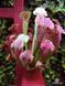 Sarracenia Barbarous - S S61 фото 2