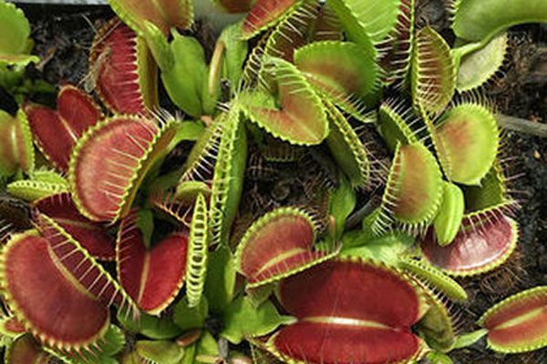 Dionaea muscipula Lep Giant - S DM57 фото