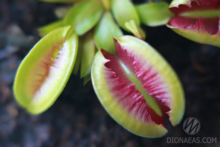 Dionaea muscipula Fuzzy tooth - S DM07 фото