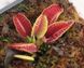 Dionaea muscipula Lep Giant - S DM57 фото 1
