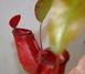 Непентес Кривава Мері | Nepenthes Bloody Mary - S NEP05 фото 5