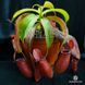Непентес Кривава Мері | Nepenthes Bloody Mary - S NEP05 фото 1