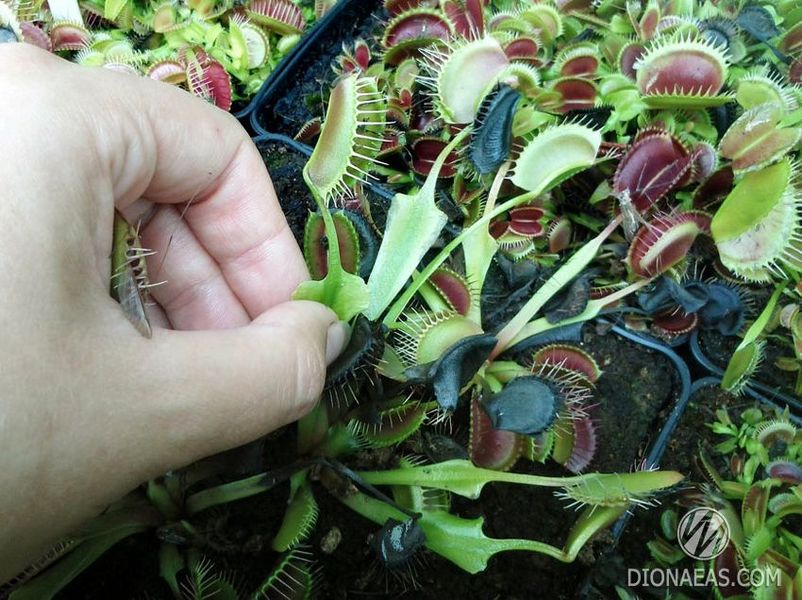 Dionaea muscipula Kayan - M DM40 фото