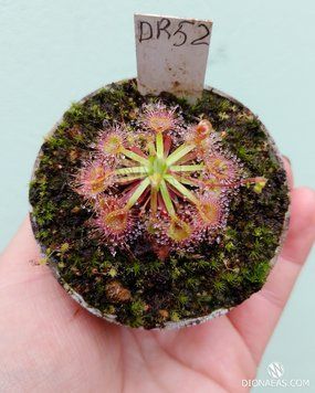 Drosera Nitidula x Pulchella DR52 фото