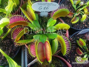 Dionaea muscipula "G-16" - S DM76 фото