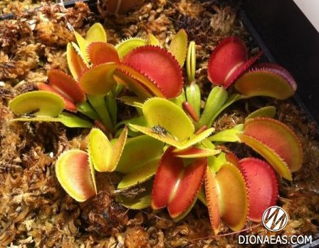 Dionaea muscipula Microdent - S DM24 фото