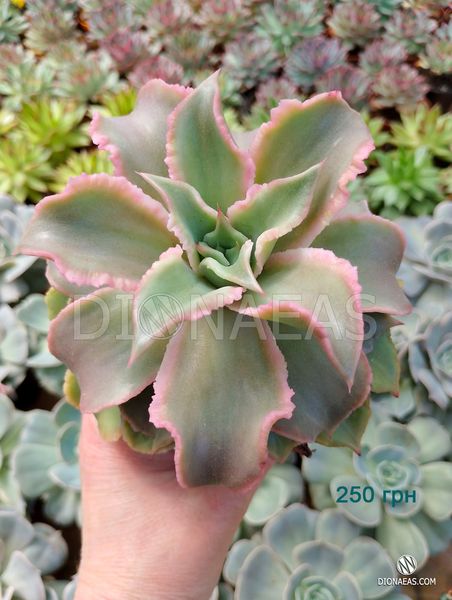 Echeveria Madiba SU151 фото