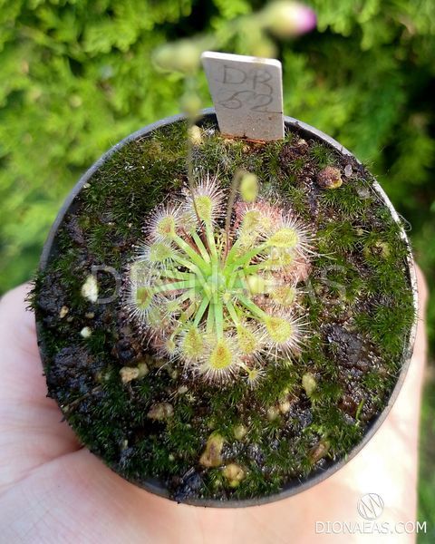 Drosera Nitidula x Pulchella DR52 фото