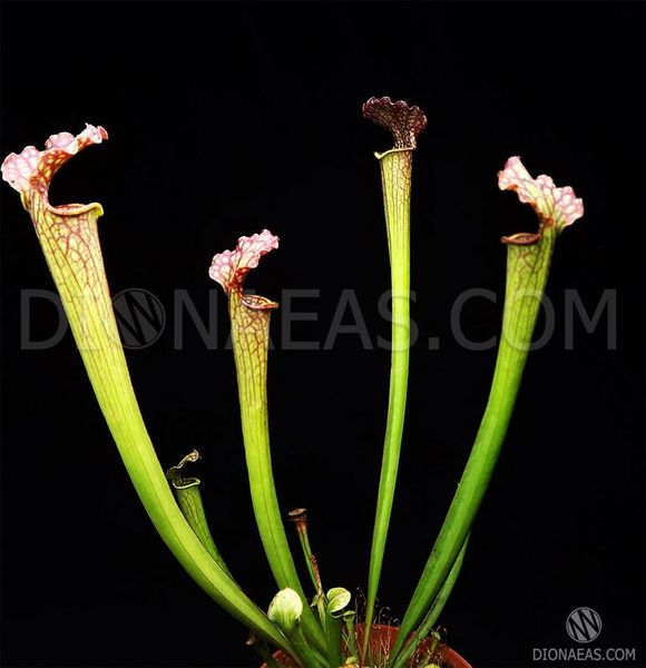 Sarracenia Velvet - S S24 фото