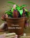 Непентес Кровавая Мэри | Nepenthes Bloody Mary - M NEP05 фото 10